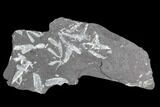 Fossil Graptolite Cluster (Didymograptus) - Great Britain #103420-1